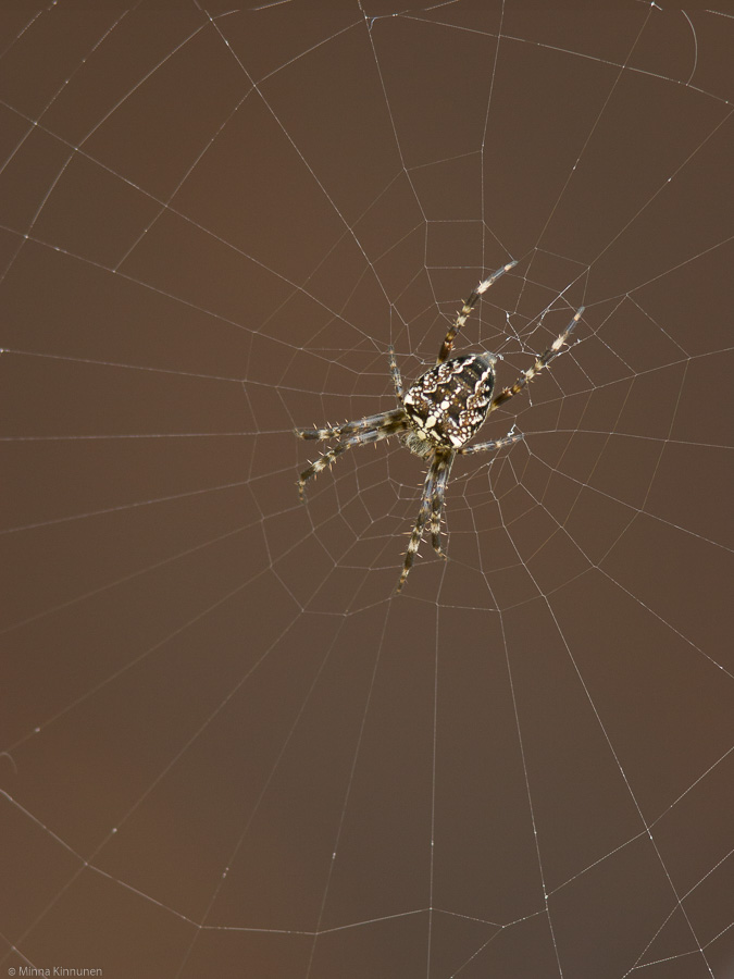 Queen of Arachnia
