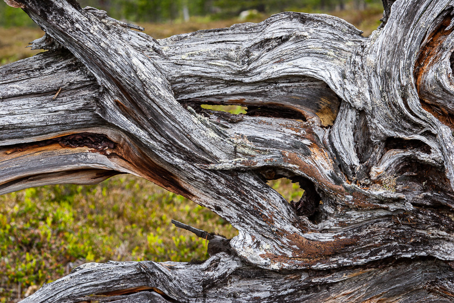 Roots
