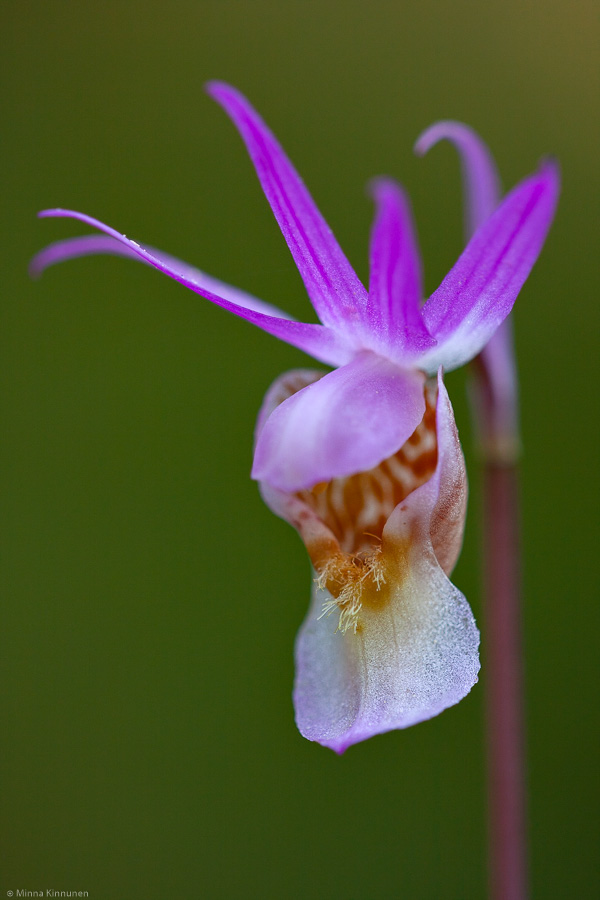 Calypso orchid, or fairy slipper, or Calypso bulbosa
