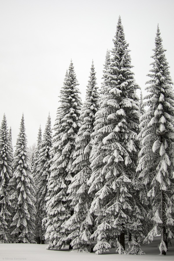 Mighty spruce trees