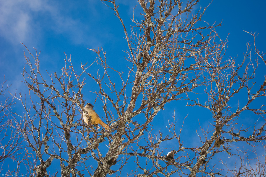 siberian jay