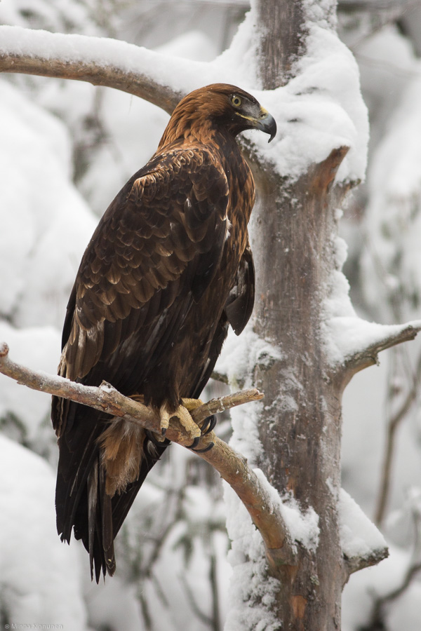 Golden eagle