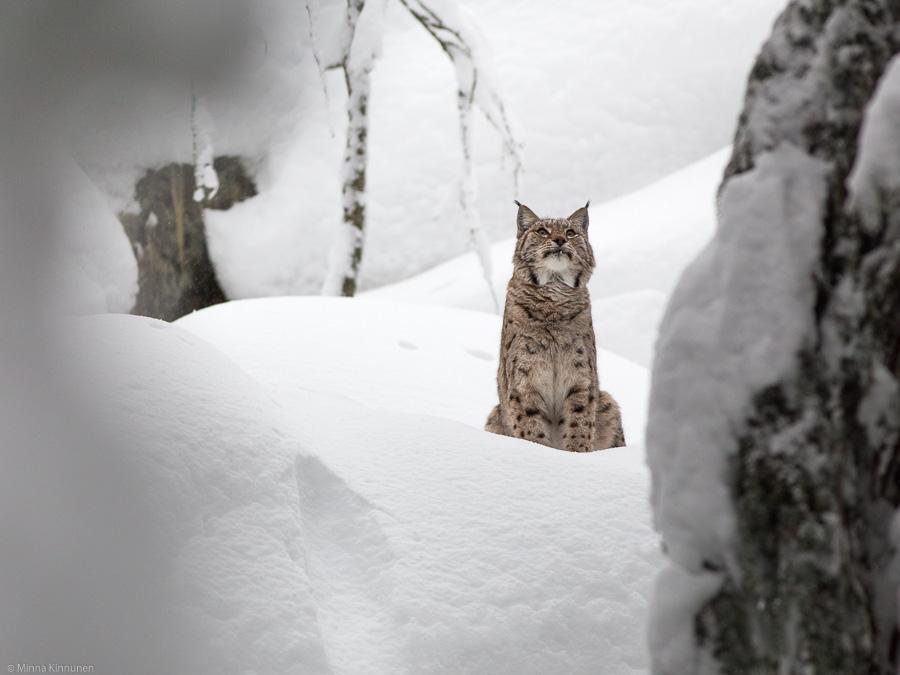 Lynx