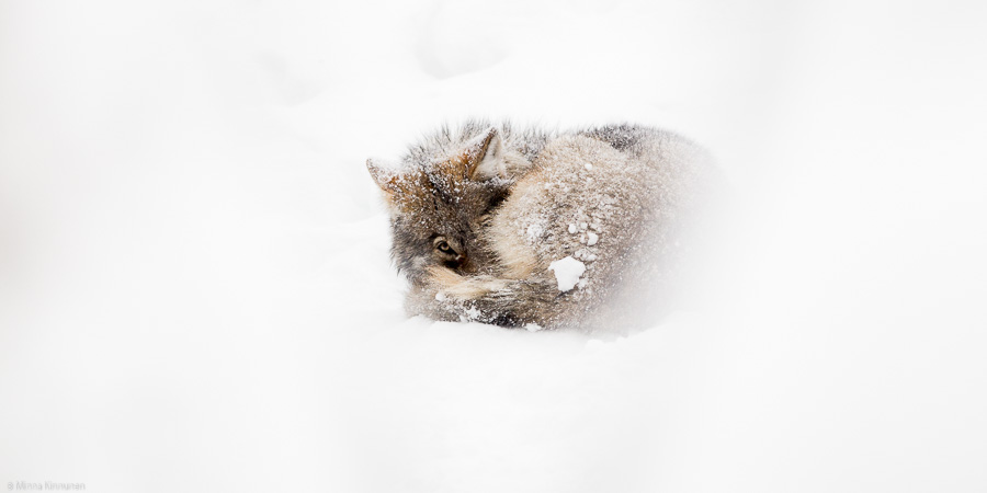 Young wolf