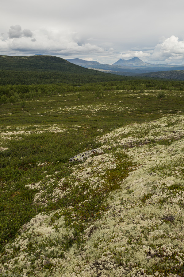Lichen covered mountains