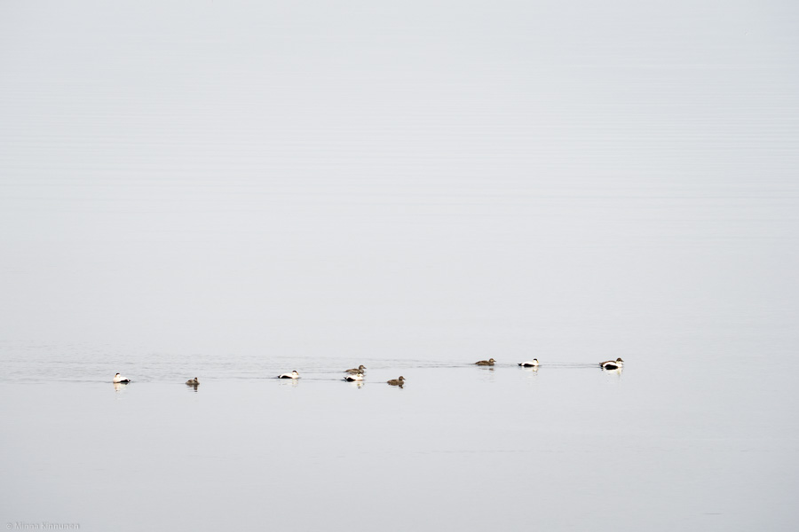 Eiders in the grey