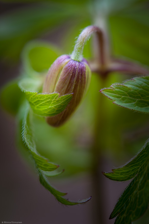 See no evil, hear no evil