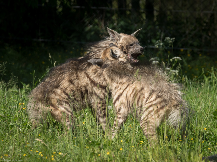 The hyena fight