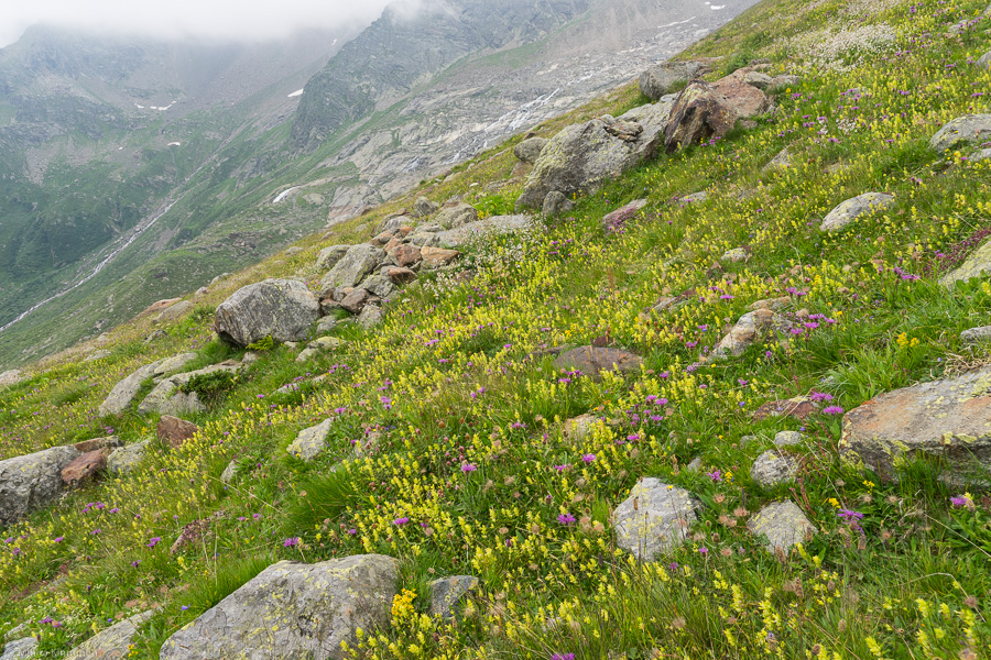 Alpine meadow with wildflowers