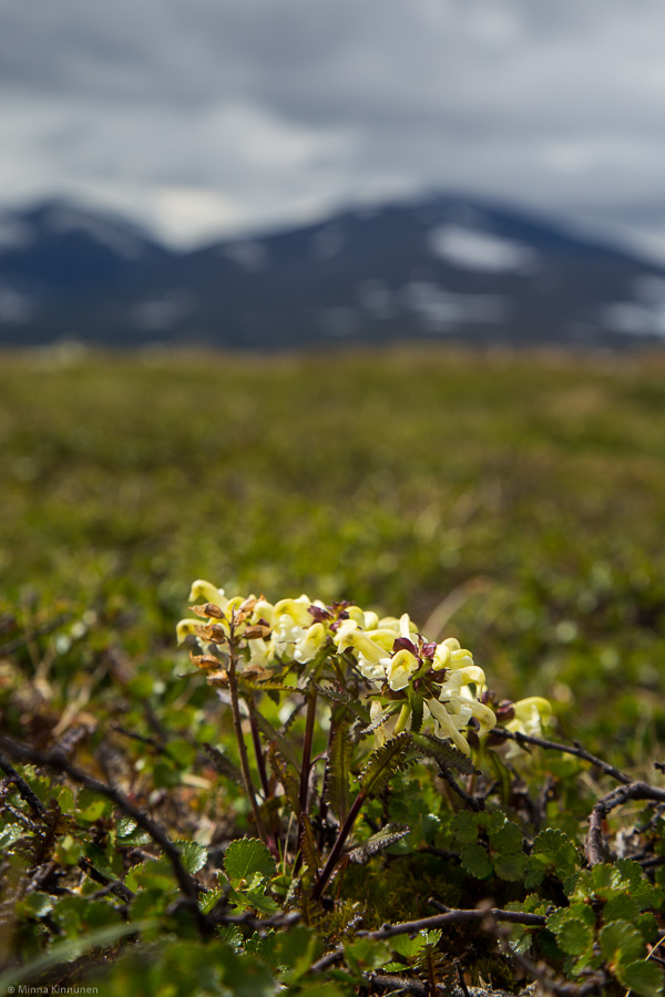 Lapland lousewort on top of Norra Gröndörrstöten with Helags in the bg