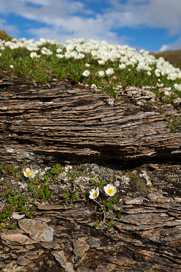 Mountain avens on a rock