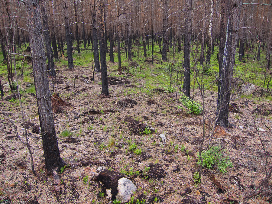 This forest burned in 2009