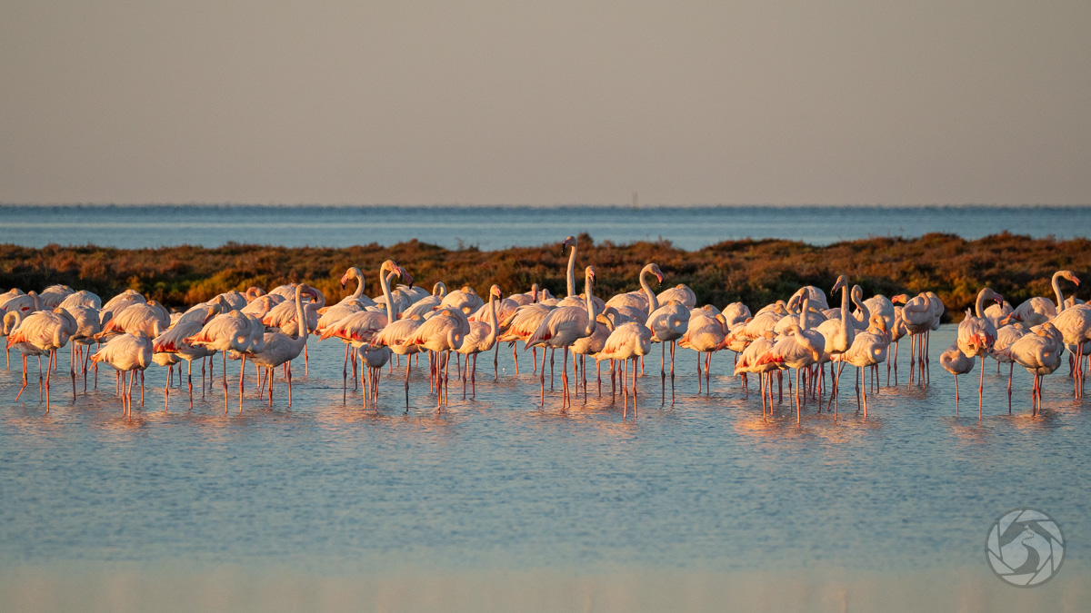Flamingor i morgonljus