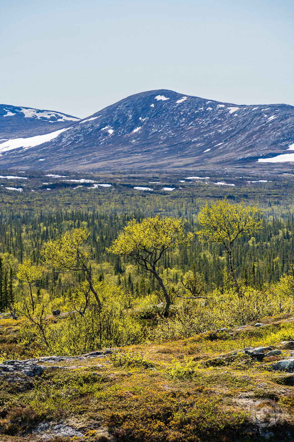 Fjällbjörkar på Uvberget i Vålådalen