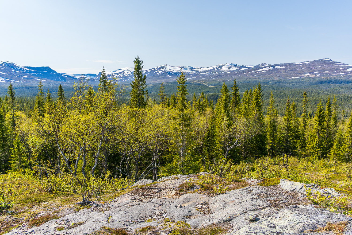 Försommar i Vålådalen