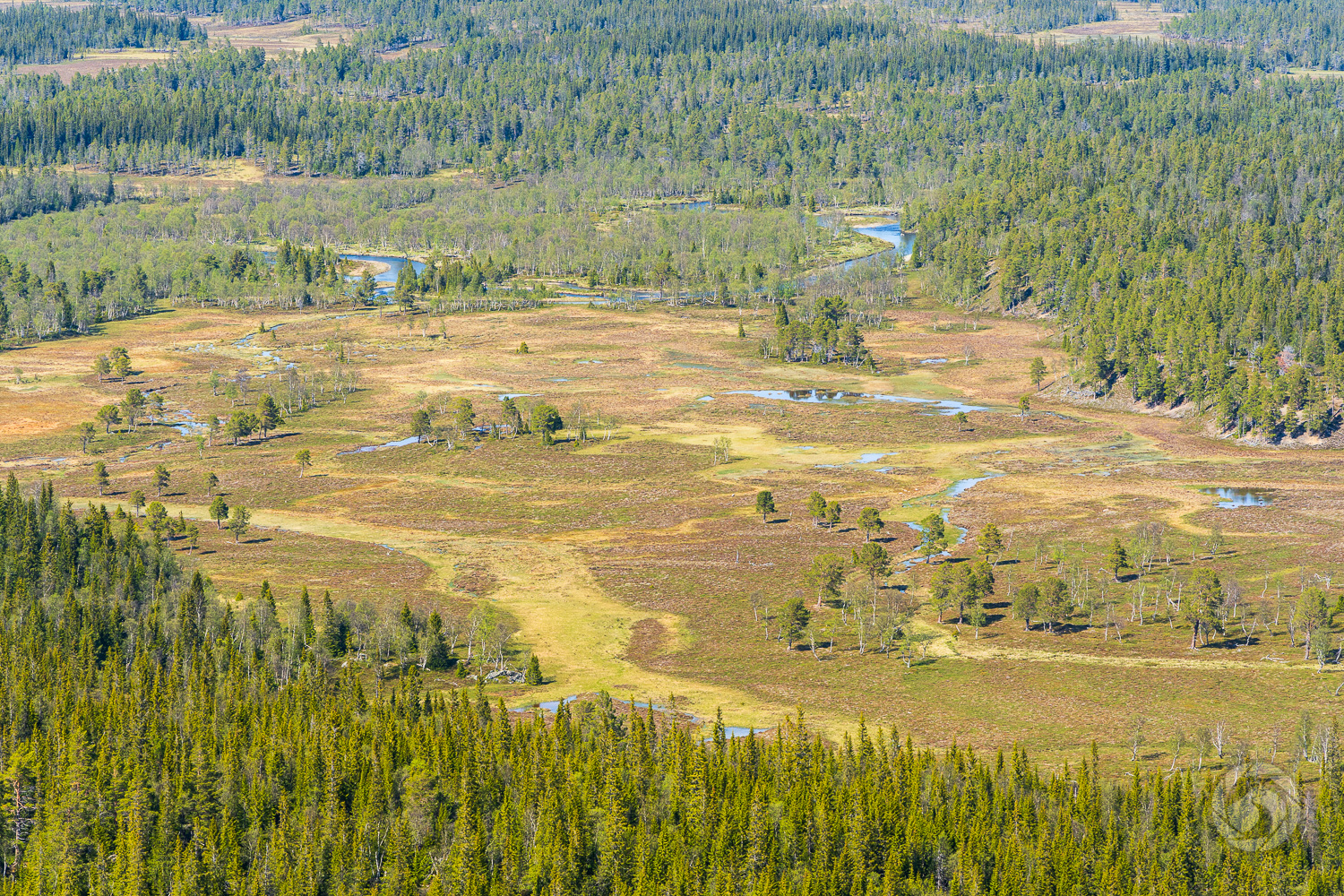 Utsikt från Uvberget mot en myr nedanför i Vålådalen