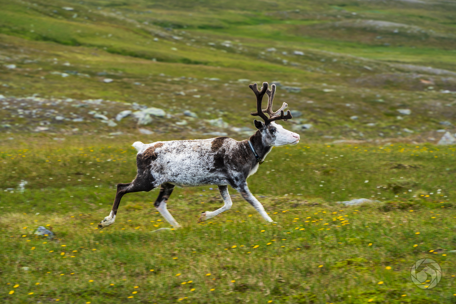 En ren springer på kalfjället