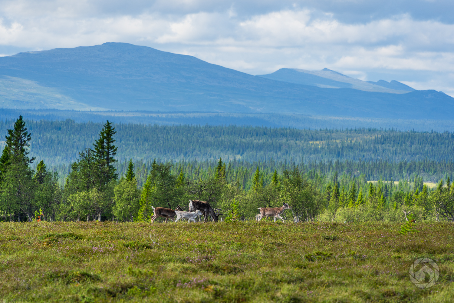 Renar på Smolet med Blåstöten och Ånnfjället i bakgrunden