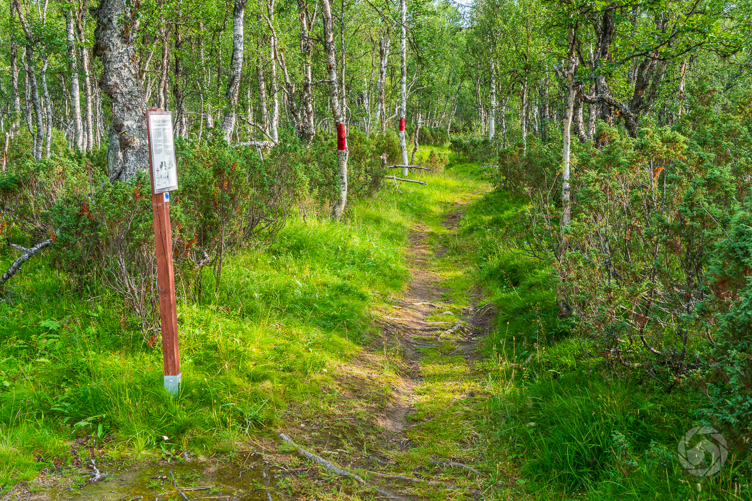 Pilgrimsleden Romboleden genom skogen i Ramundberget