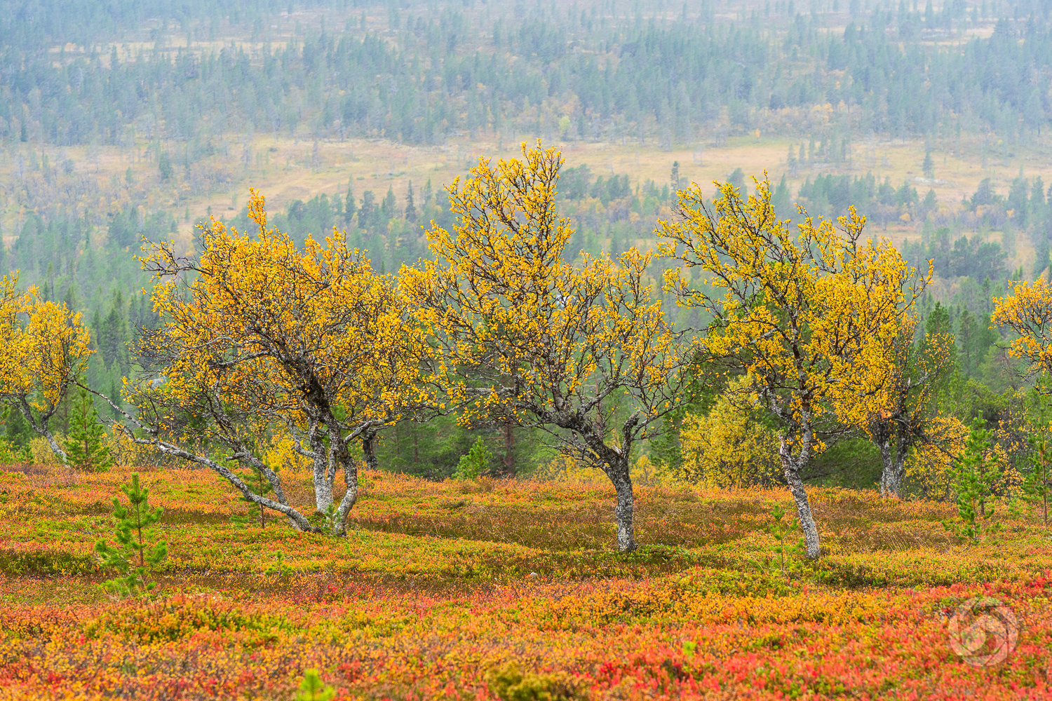 Ett oplanerat besök i Grövelsjön
