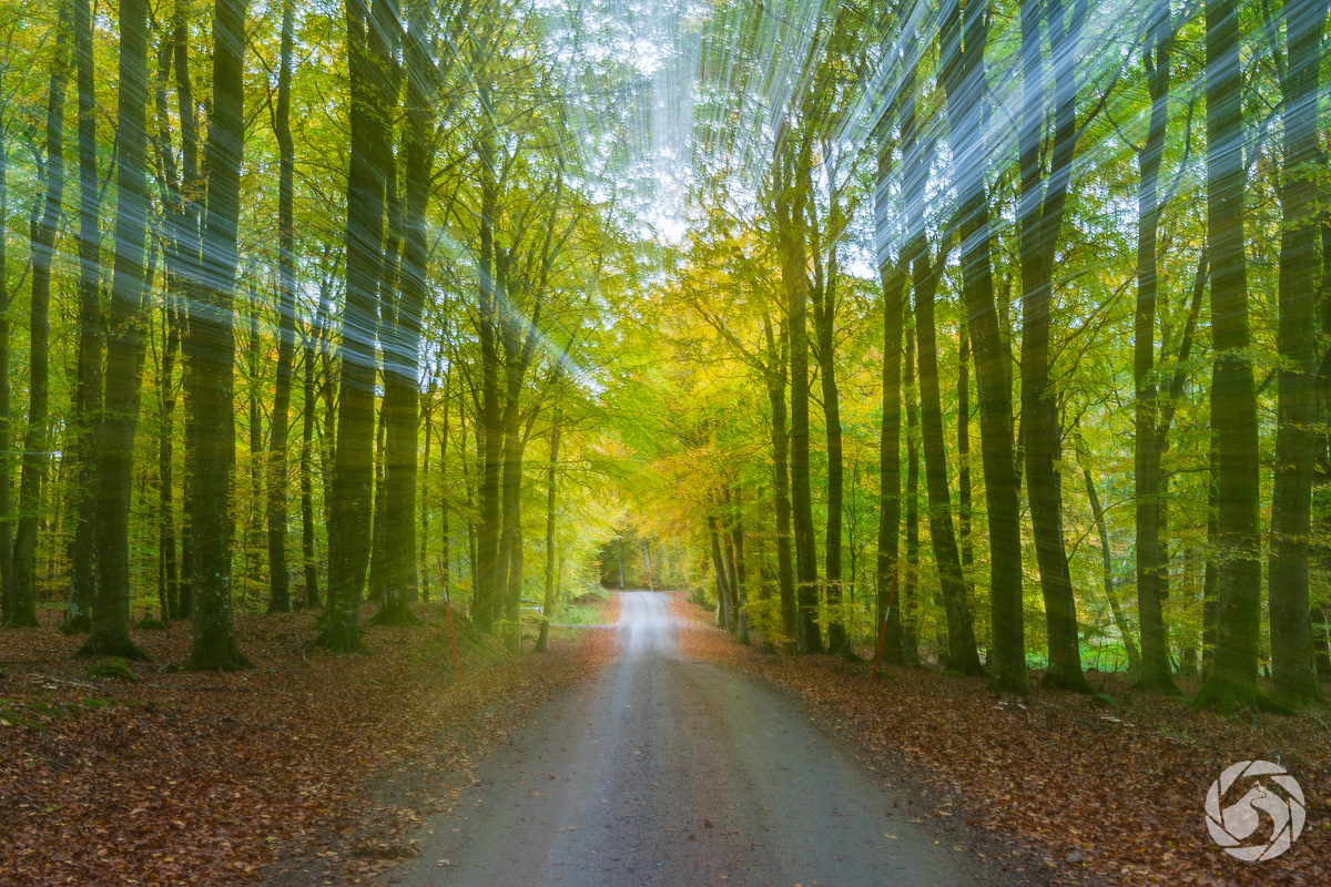 Bokskogen skiftar färg