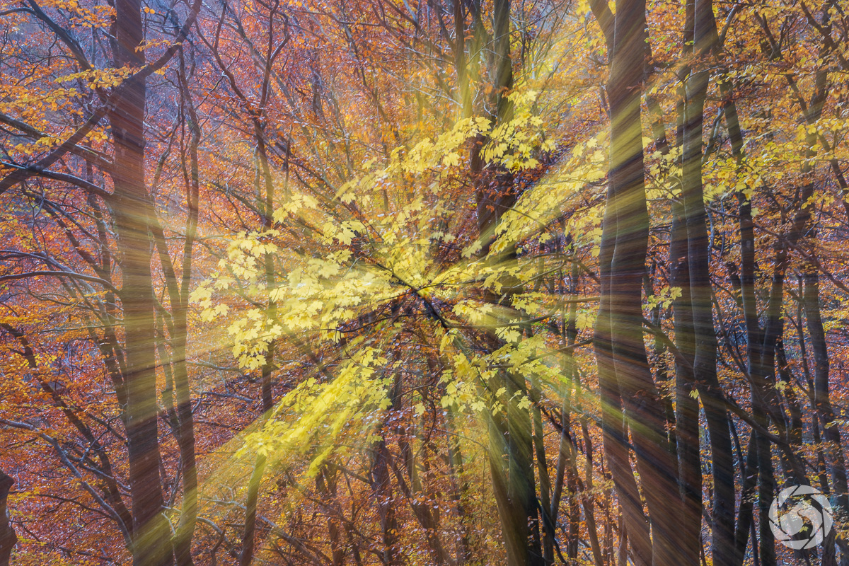 Senhöst vid Söderåsen