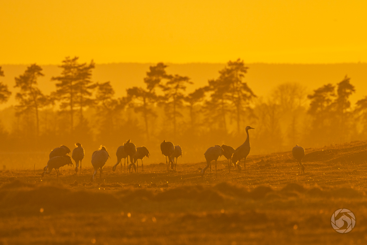 Från dimma i Skåne till dans vid Hornborgasjön
