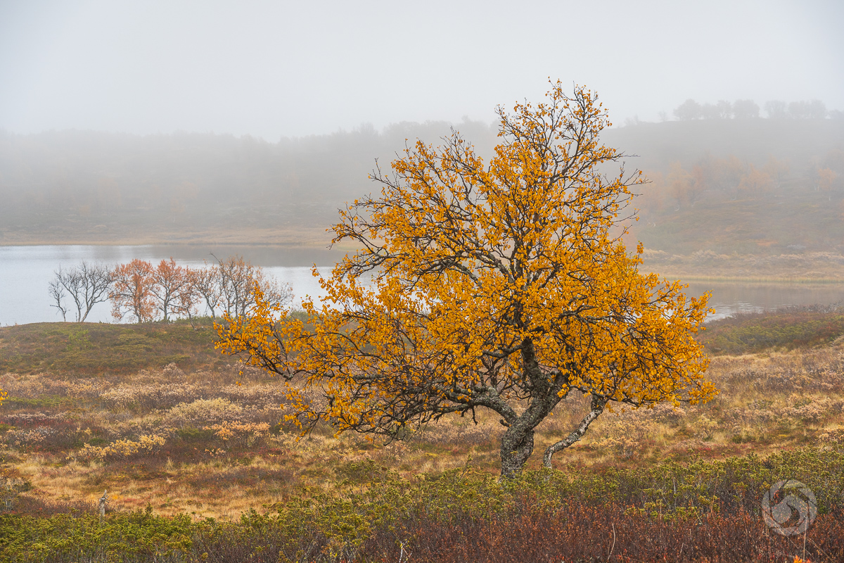 Minna versus dimma